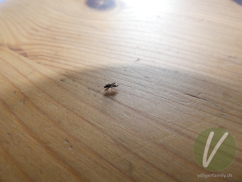 Bodenwanze (Scolopostethus affinis): Übersicht